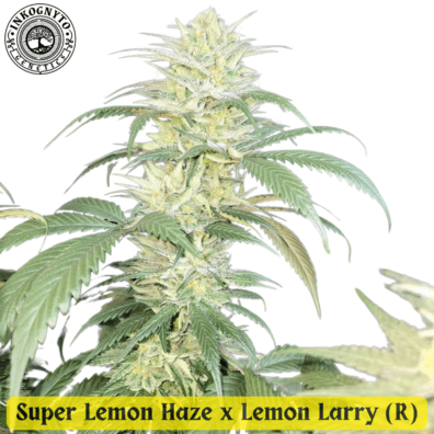 Ultra Lemon Haze F1 (Super Lemon Haze x Lemon Larry) 10 Regular Seeds