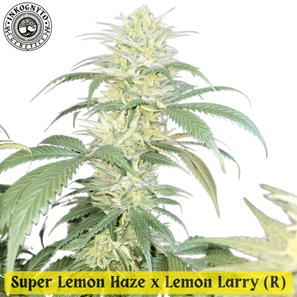 Super Lemon Haze x Lemon Larry 10 Regular Seeds