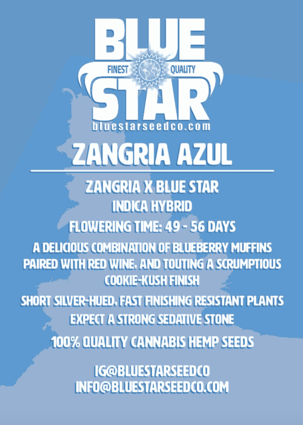 Zangria Azul F1 (Zangria x Blue Star) 4 Feminized Seeds - Image 2