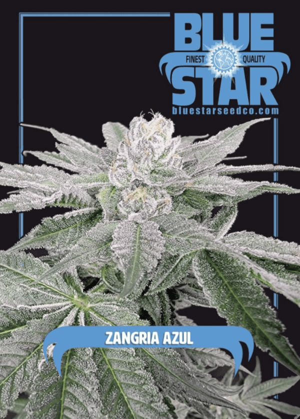 Zangria Azul F1 (Zangria x Blue Star) 4 Feminized Seeds