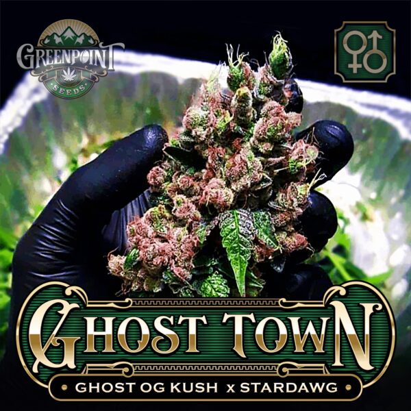 Greenpoint Seeds Ghost Town F1 10 Regular Seeds - Image 3