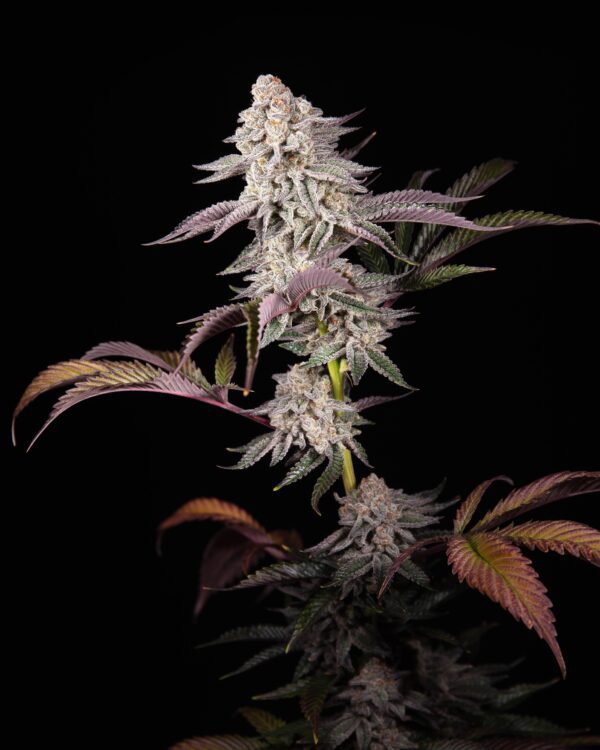 Rocksalts F1 ([Pineapple Express x Red Hots] x Romulan) 6 Feminized Seeds - Image 3