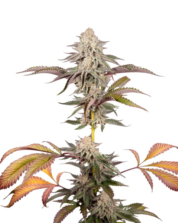 Rocksalts F1 ([Pineapple Express x Red Hots] x Romulan) 6 Feminized Seeds - Image 2