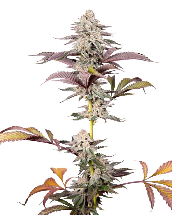 Rocksalts F1 ([Pineapple Express x Red Hots] x Romulan) 6 Feminized Seeds - Image 4