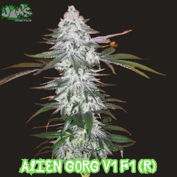 Alien Gorg V1 F1 (Alien Cookies x Ugorg) 12 Regular Seeds