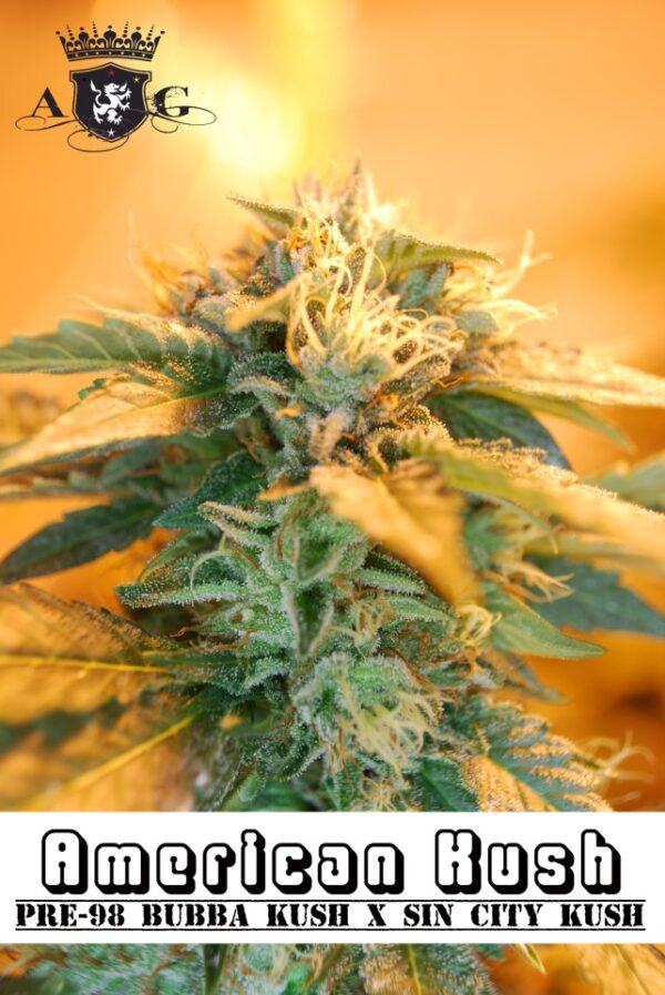 Alphakronik Genes American Kush 10 Regular Seeds - Image 3