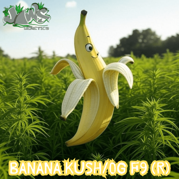 Banana Kush/OG F9 12 Regular Seeds