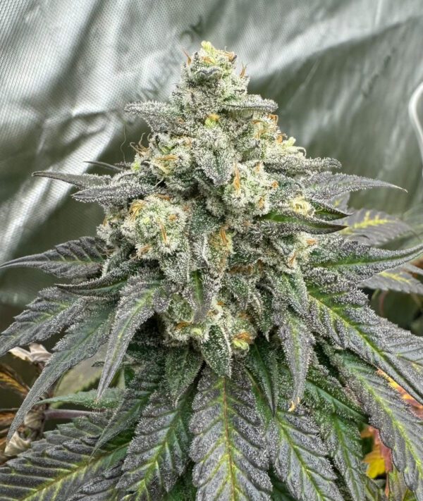 BananaBerry Crunch (BananaZ x Mosca's Razzberries) 6 Feminized Seeds