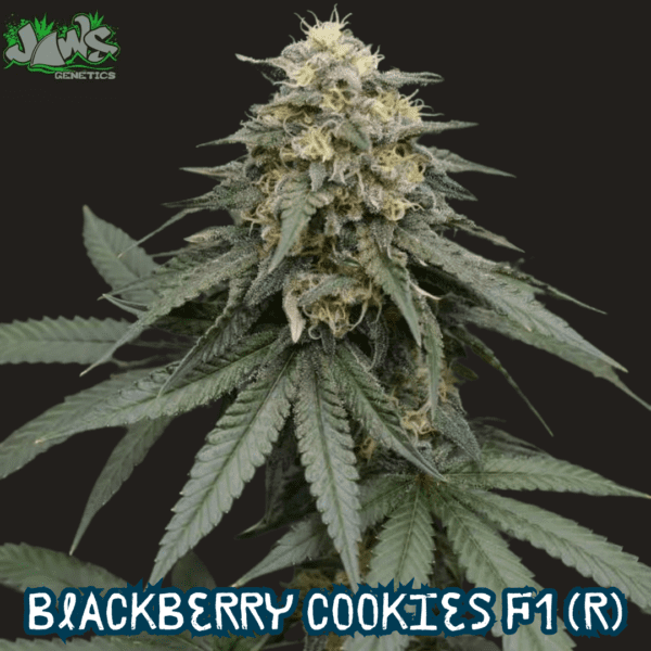 Blackberry Cookies F1 (Blackberry Meds  x Alien Cookies) 12 Regular Seeds