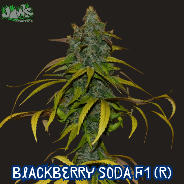 Blackberry Soda F1 (Blackberry Med's  x Chem Soda) 12 Regular Seeds