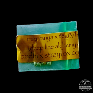 Bodhi Seeds Iraqi Ranya x 88g13/HP 11 Regular Seeds