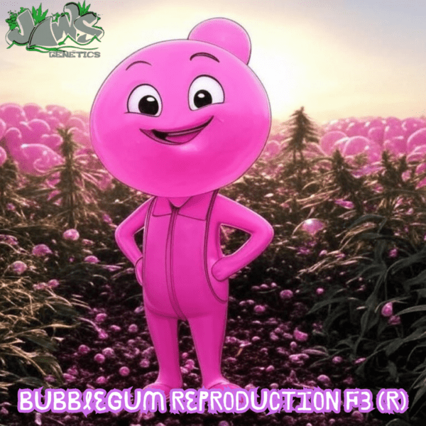 Bubblegum Reproduction F3 (Bubblegum x Bubblegum) 12 Regular Seeds