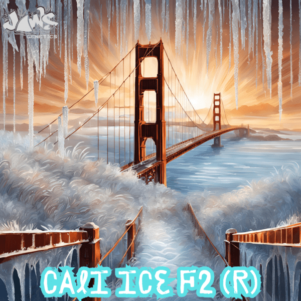 Cali Ice F2 (California Orange x Ice) 12 Regular Seeds