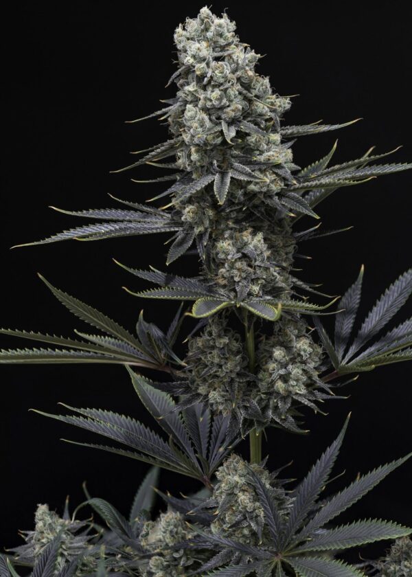 Chernobyl S1 5 Feminized Seeds - Image 2