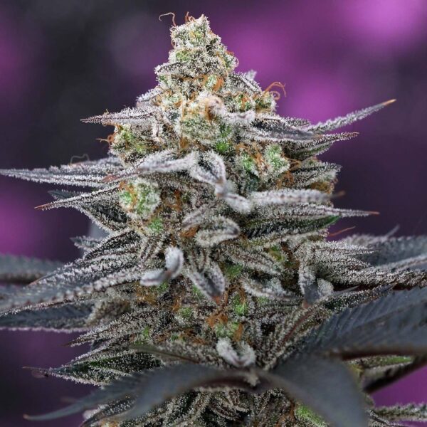 CherryGasm F2 5 Regular Seeds - Image 2