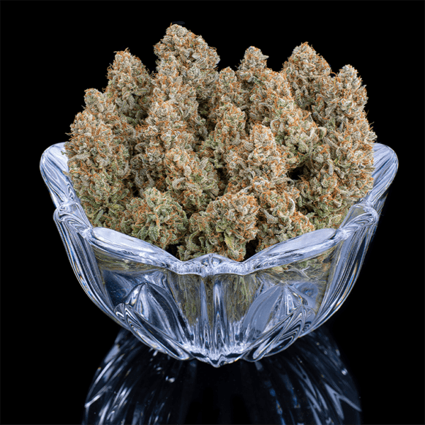 Grimm Glue (Gluey x Cinderella 99) 3 Feminized Seeds - Image 5