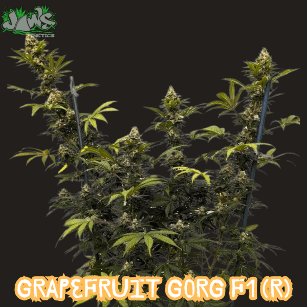 Grapefruit Gorg F1 (Grapefruit Chem x Ugorg) 12 Regular Seeds