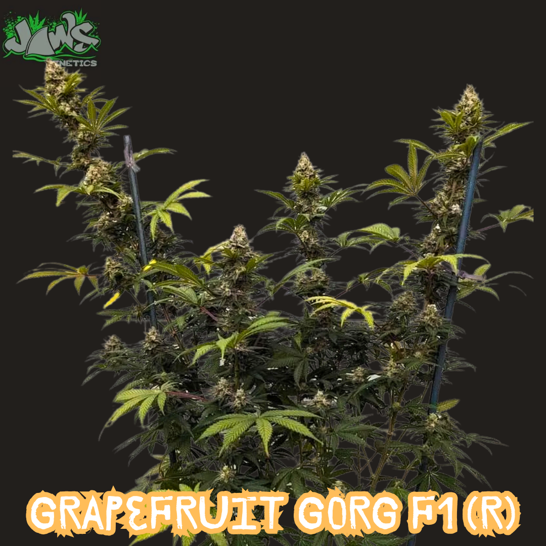 Grapefruit Gorg F1 (Grapefruit Chem x Ugorg) 12 Regular Seeds