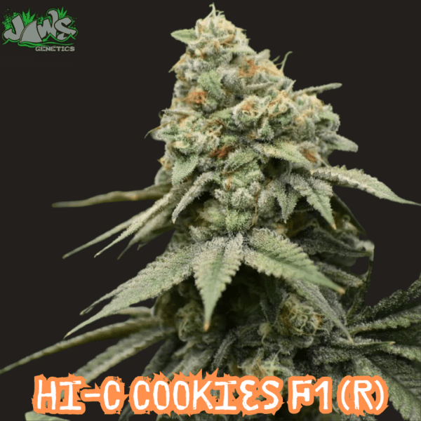 HI-C Cookies F1 (HI-C x Alien Cookies) 12 Regular Seeds