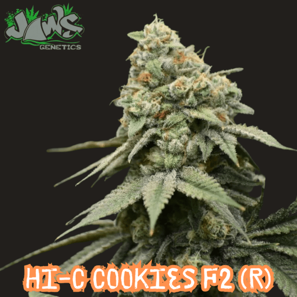 HI-C Cookies F2 (HI-C x Alien Cookies) 12 Regular Seeds