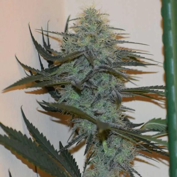 Trainwreck Med's F1 (Trainwreck Meds x Blackberry Meds) 12 Regular Seeds - Image 2