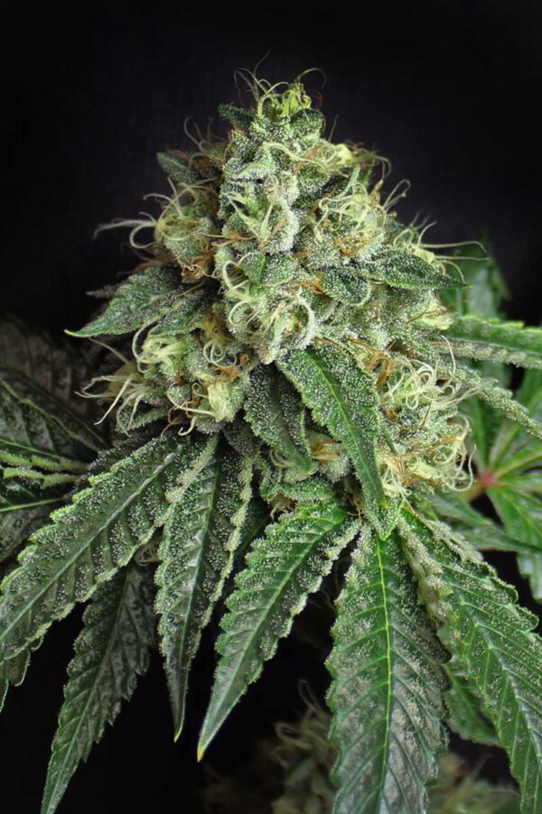 Jesus OG (Hell’s OG x Jack The Ripper) 5 Feminized Seeds - Image 2