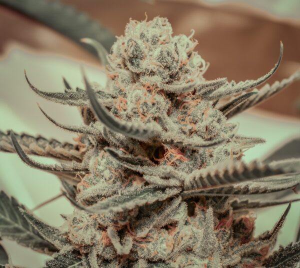 Killer Queen (Airborne G13/HP clone x Cinderella 99) 3 Female Seeds - Image 2