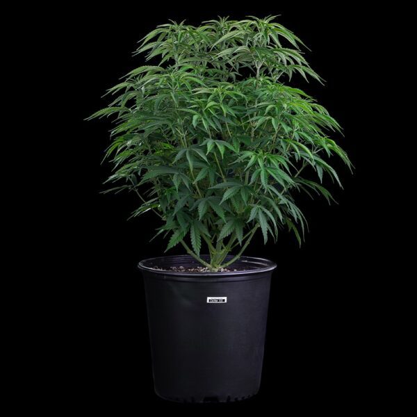 Ocifer (Cap Junky x Rosetta Stone) 9 Feminized Seeds - Image 2