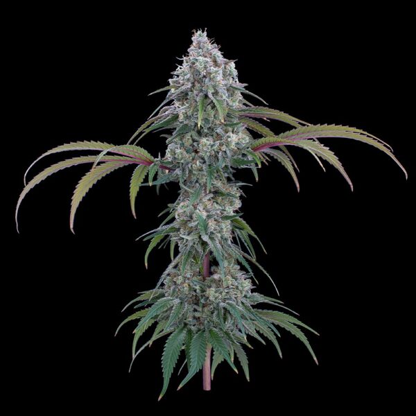 Ocifer (Cap Junky x Rosetta Stone) 9 Feminized Seeds - Image 3