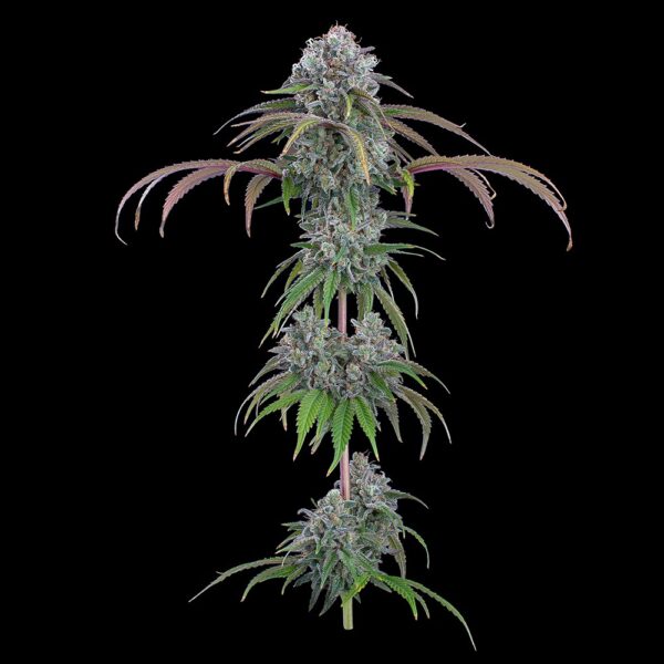 Ocifer (Cap Junky x Rosetta Stone) 9 Feminized Seeds - Image 4