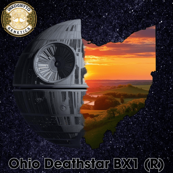 Ohio Deathstar BX1 10 Regular Seeds