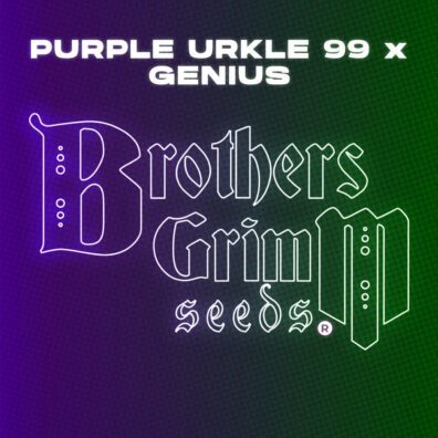 Purple Urkle 99 x Genius 9 Feminized Seeds