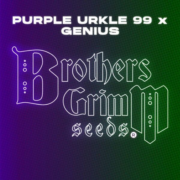 Purple Urkle 99 x Genius 9 Feminized Seeds