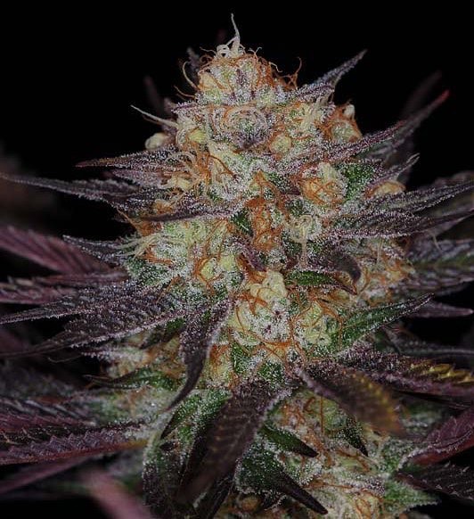 Querkle F2 5 Regular Seeds - Image 2