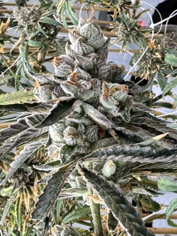 Root Beer King (Legend OG x Root Beer Mac#11) 6 Feminized Seeds - Image 2