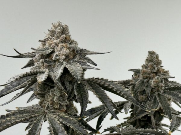 Root Beer Mac BX 6 Feminized Seeds