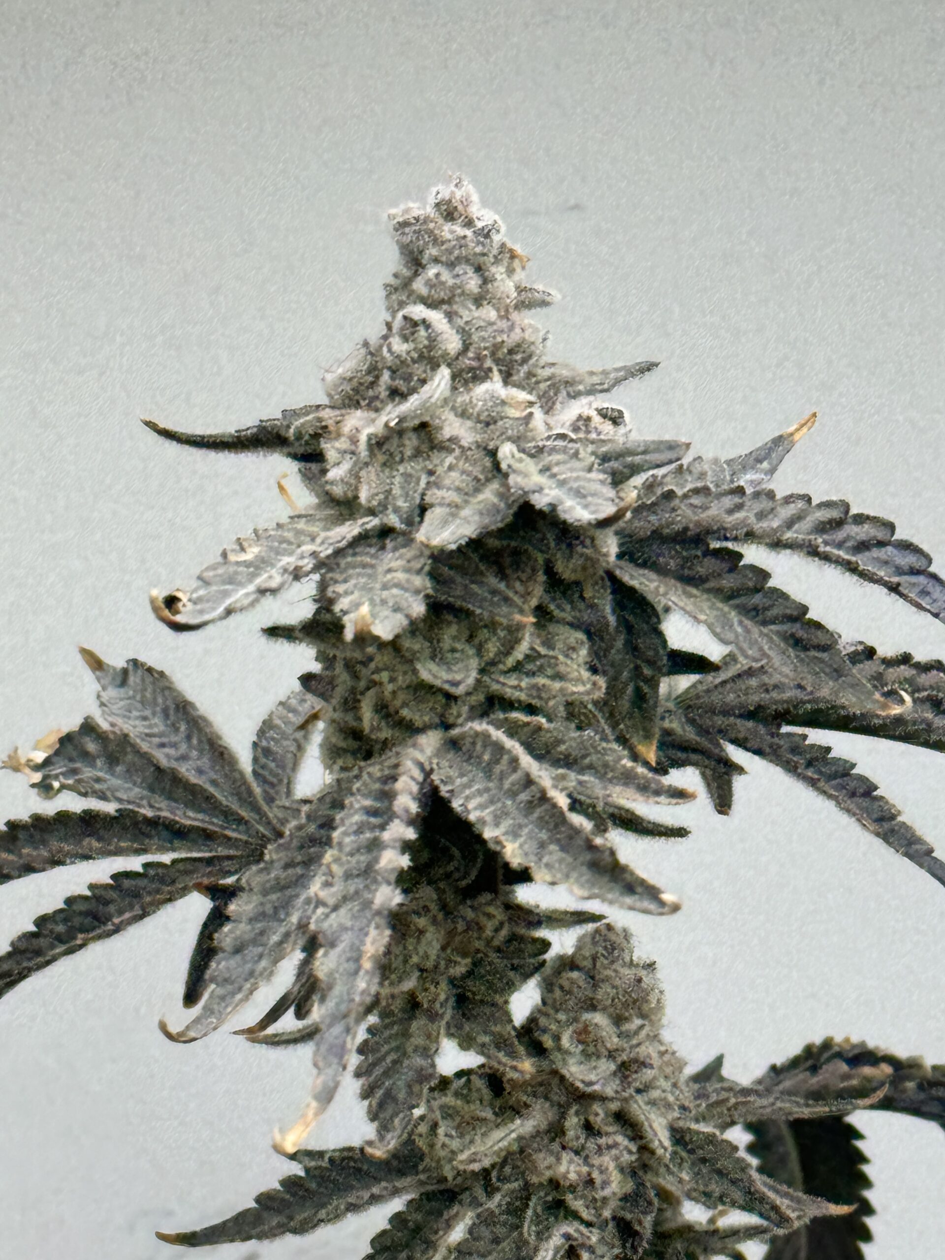 Root Beer Mac S1 6 Feminized Seeds - Image 2