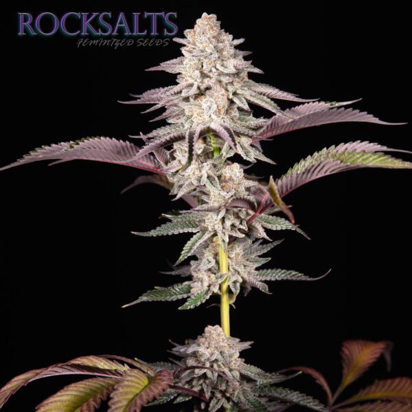 Rocksalts F1 ([Pineapple Express x Red Hots] x Romulan) 6 Feminized Seeds