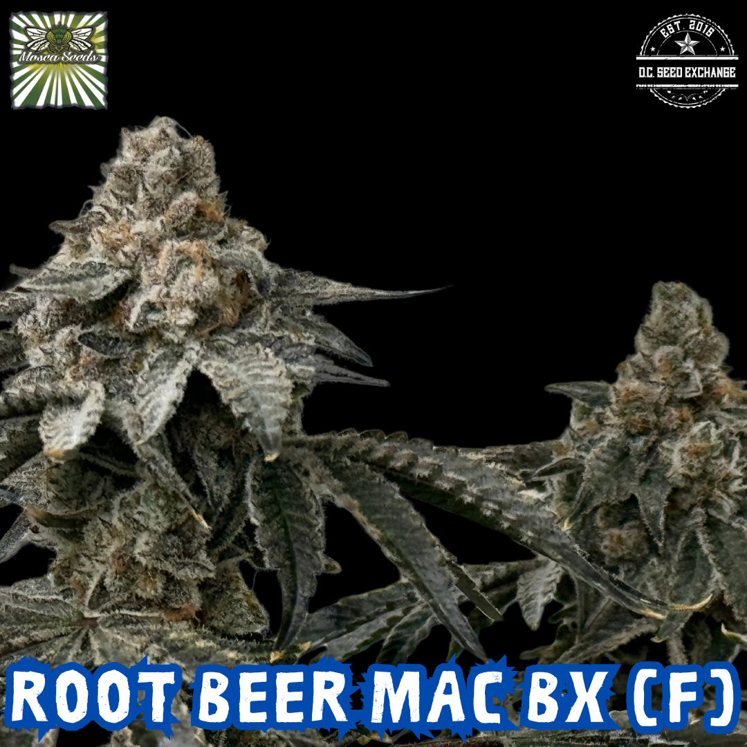 Root Beer Mac BX 6 Feminized Seeds