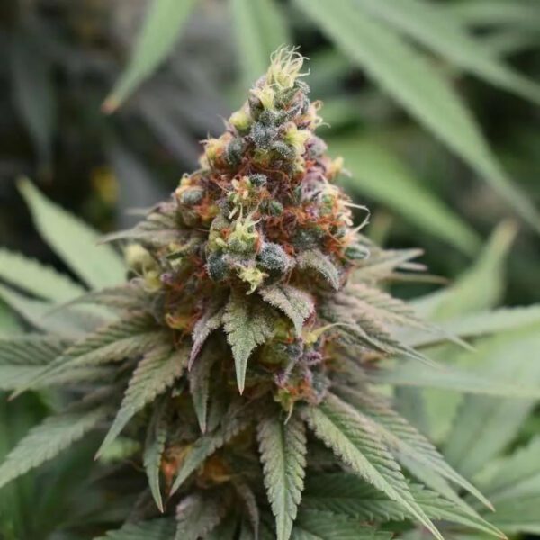 Sister Love F1 (Double Heather x Cindy 99) 12 Regular Seeds - Image 2