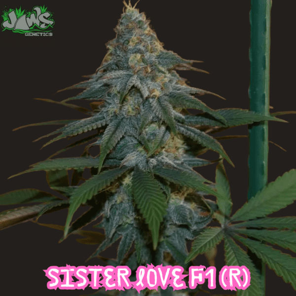 Sister Love F1 (Double Heather x Cindy 99) 12 Regular Seeds