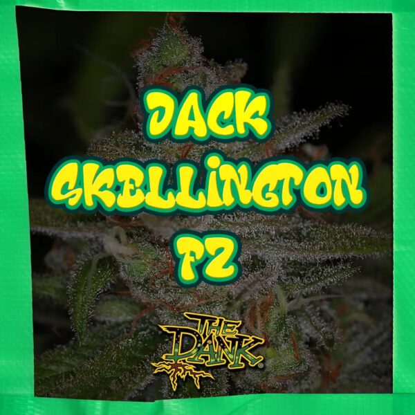 Jack Skellington F2 5 Regular Seeds