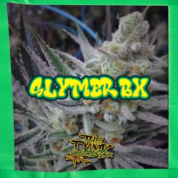 Slymer BX 5 Feminized Seeds