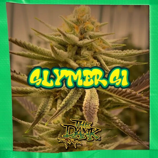 Slymer S1 5 Feminized Seeds