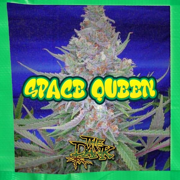 Space Queen F1 5 Regular Seeds