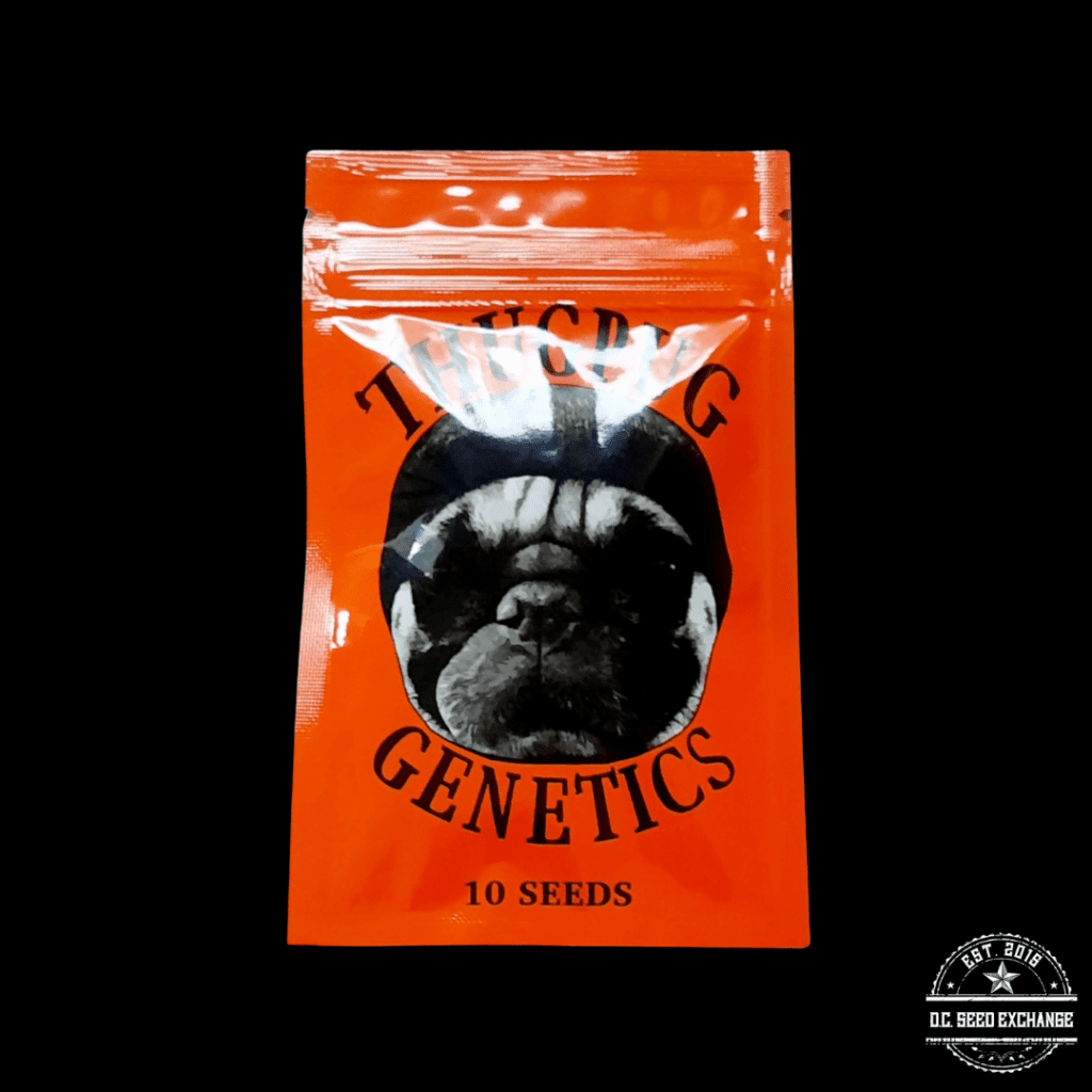 Thug Pug Genetics Thugs Breath (Thug Pug OG x Mendobreath F2) 10 ...