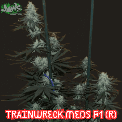 Trainwreck Med's F1 (Trainwreck Meds x Blackberry Meds) 12 Regular Seeds