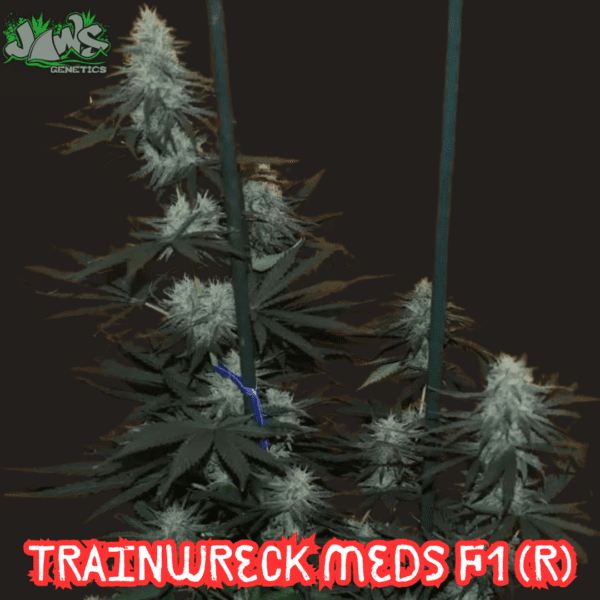 Trainwreck Med's F1 (Trainwreck Meds x Blackberry Meds) 12 Regular Seeds