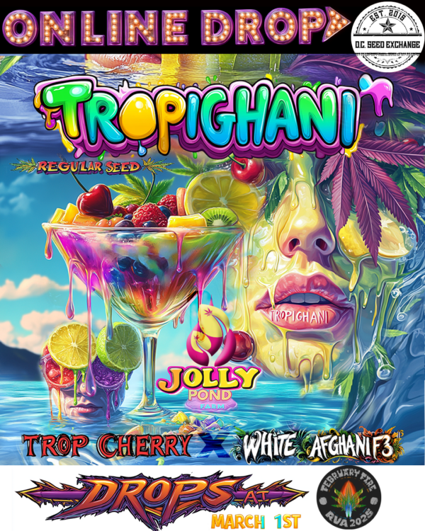 Tropighani F1 (Trop Cherry x White Afghani) 12 Regular Seeds