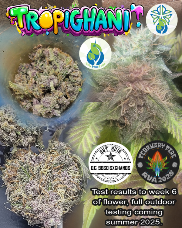 Tropighani F1 (Trop Cherry x White Afghani) 12 Regular Seeds - Image 2